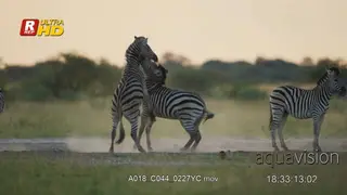 Blue Wildebeest young and adult herd walking pass by the camera and two Zebras play.