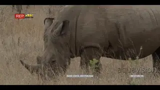 White Rhinoceros walking and grazing on bushveld.