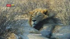 Male lion and lioness sleeping