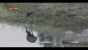 Sandhill crane walking and feeding from flooded grassland