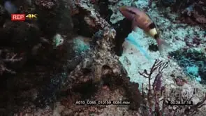 Close up shot of multibarred goatfish in a symbiotic relationship with day octopus hoping.