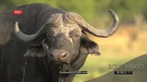 Slow motion of buffalo bull with oxpeckers looking at camera and shaking head
