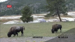 A pair of American Bison standing and grazing LWS
