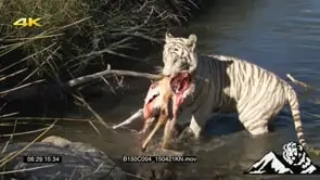 Tiger walks into the river for an Impala carcass GENERAL BEHAVIOUR GREEN LS