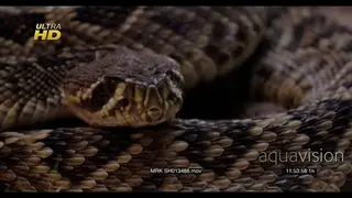 Western diamondback rattlesnake searching and tasting air to locate the prey.