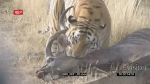 Two [2] Tigers feeding on dead deer kill BLOODY AmCam