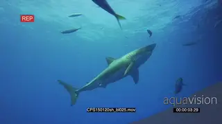 Large Great White Shark gently swimming underwater in deep blue ocean UW PAN HAND