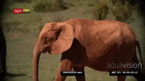 African Elephant Herd walking around with Mud on their Bodies MWS