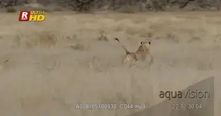 Female African Lioness chasing a prey in a dry long grass.