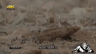 A colony of ants crawling around.