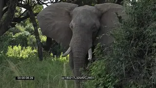 African Elephant Bull Grazing feeding on tree leaves GENERAL BEHAVIOUR