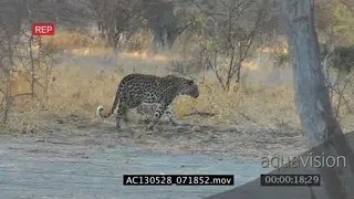 Young Leopard in human camp walk back into bush AmCam