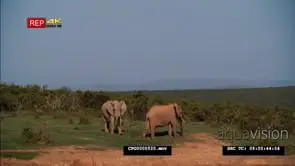 African Elephants [2] Standing on the Savannah GOOD LIGHT WS