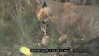 Caracal feeding on a bird PROFILE