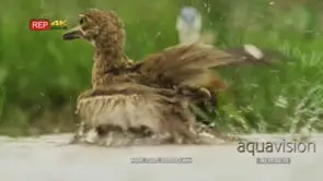Water thick-knee bathing and sitting in water