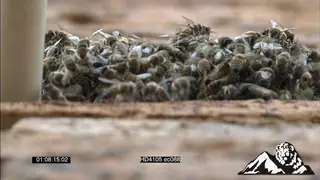 African Honey Bees swarming at a pipe on a office wall