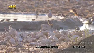 Namaqua Dove flying in joining Cape Turtle Dove Cuckoo-finchs Flock of Cape Sparrows.