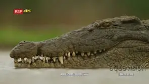 Close up shot of crocodile's head inside water