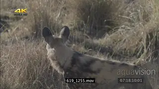 African wild dog patrolling area scouting around hunting SEMI DRY
