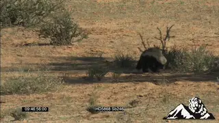 Honey badger walking and sniffing around GENERAL BEHAVIOUR SCENIC