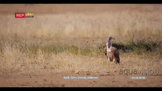 tracking shot of of a white backed vulture gyps africanaus strutting on the ground