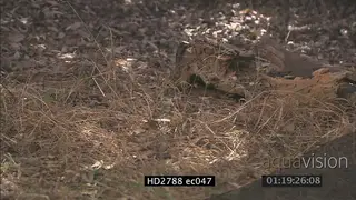 Mozambique Spitting Cobra laying on bushveld hiding under tree log MS ZO LS