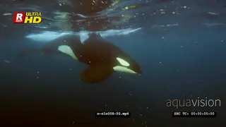 Close-up Orca Killer Whale hunting herring in noway CU UW