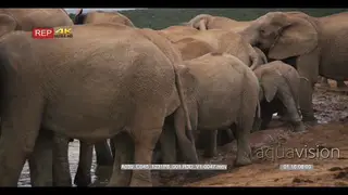 Elephant herd at the waterhole baby elephant struggle in the mud.