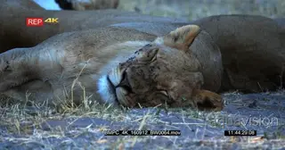 Camera tilt down to a lioness face and shoulders covered in a swarm of flies