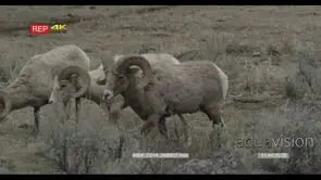 Bighorn Sheep herd walking and grazing on prairie