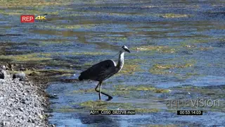 Great Blue Heron walking and fishing in a lake MLS GOOD LIGHT