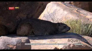 Dassie mother, rock hyrax Procavia capensis barking as she sees the camera and then…