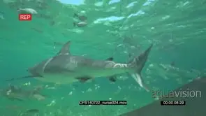 Nurse Sharks Grey Reef Sharks and A School of Bluestripped Snappers swimming underwater.