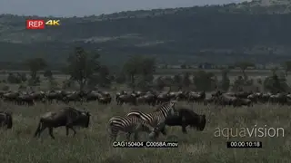 Cape Mountain Zebras and Blue Wildebeest herd standing grazing and walking in the.