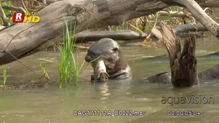 Giant river otter eating fish in the river under a overhanging dead tree