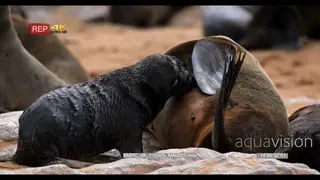 CU of juvenile cape fur seal suckling on its mom, testing a few teats