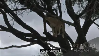 Lioness in tree scouting for prey, Lioness under tree sharpning claws MWS