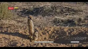 Meerkat mother warming her tummy and keeping watch as her two juvenile meerkat sit close.