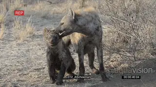 Bloody Spotted Hyena fight AmCam