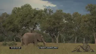 African elephant Bull grazing on the Savannah GENERAL BEHAVIOUR GOOD LIGHT