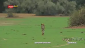 Cheetah cub walking towards camera