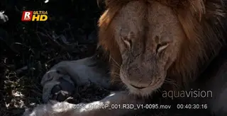 African male Lion laying down and grooming itself.