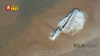 Aerial PAN view of Whale carcass remains pushed by waves off the ocean.
