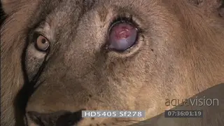 African male lion with injured eye at night