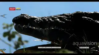 CU Shot of Nile Crocodiles Jaws teeth and mouth