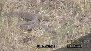 Mozambique spitting Cobra crawling quickly through grass MS PAN WP
