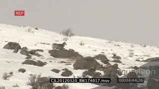 Gray Wolf hiding and running around on snowy prairie trying to hunt Elk Antelope WS PAN.