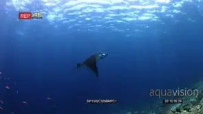 Tracking shot reef manta ray followed glides/swims in the blue