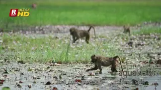 Chacma Baboon walking,searching for food and looking around.