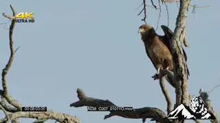 Juvenile martial eagle sitting on a dead branch.